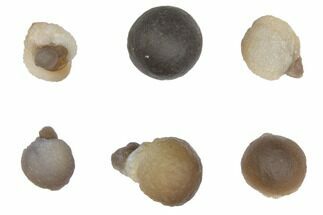 Small Botryoidal Chalcedony Nodules From Morocco #149303