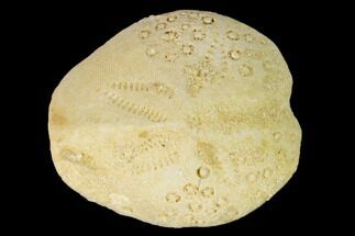 Miocene Echinoid (Lovenia) Fossil - Australia #147152