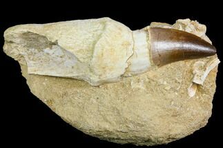Rooted Mosasaur (Prognathodon) Tooth With Fish Verts #150158
