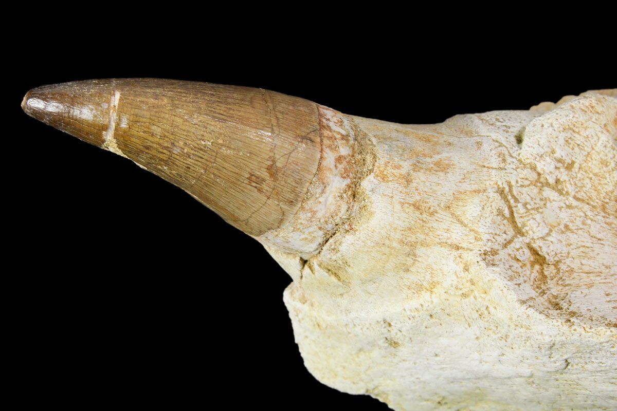 Mosasaur Prognathodon Jaw Section With Unerupted Tooth 150160 For Sale 