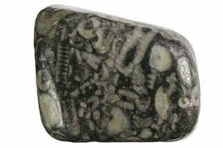 Tumbled Crinoidal Limestone Pieces - Fossil Crinoids - Fossil #150326