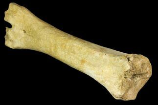 Pleistocene Aged, Fossil Horse Metatarsal - Kansas #150447
