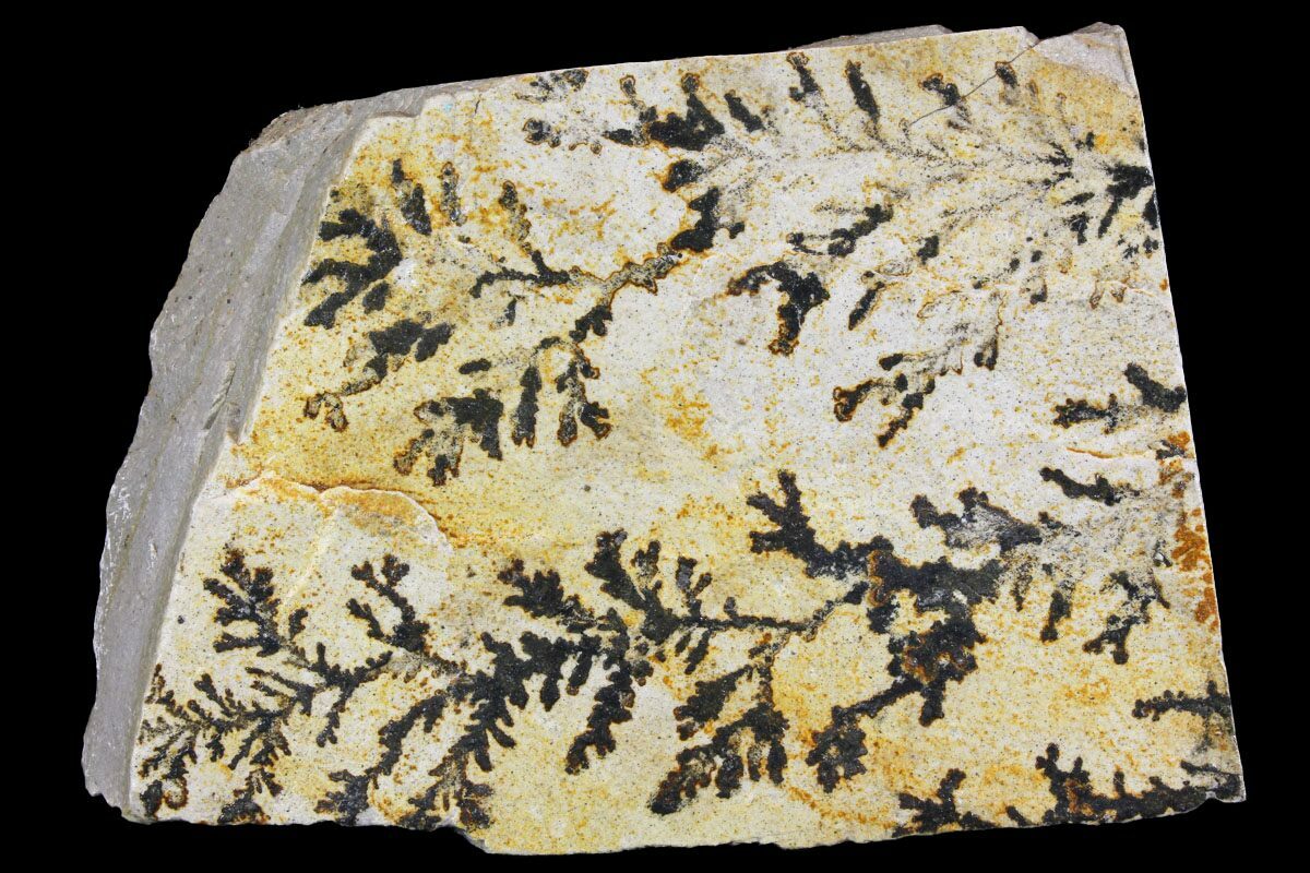 5.9" Dendrites On Limestone Utah (150490) For Sale