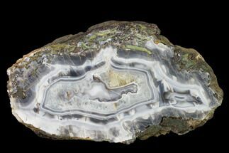 Banded Agate Replaced Petrified Wood Slab - Crooked River, OR #150555