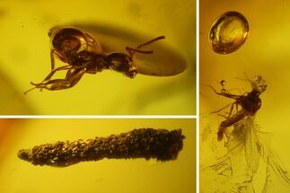 Fossil Ant, Caddisfly Larva, Fly and Mite in Baltic Amber #150700