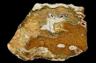 Strelley Pool Stromatolite Slab - Billion Years Old #150682