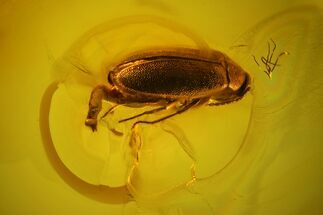 Fossil Beetle (Coleoptera) With Large Genitalia In Baltic Amber #150725