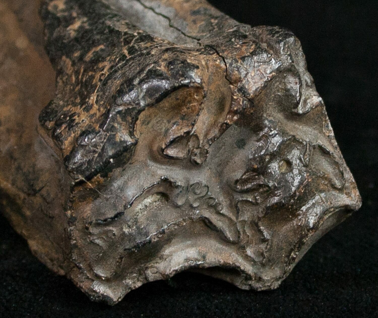 Pleistocene Aged Fossil Horse Tooth - Florida For Sale (#10290
