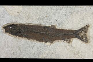 Uncommon Fossil Fish (Notogoneus) - Wyoming #151602