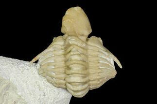 Very Rare Cyrtometopella Aries Trilobite - Russia #151905