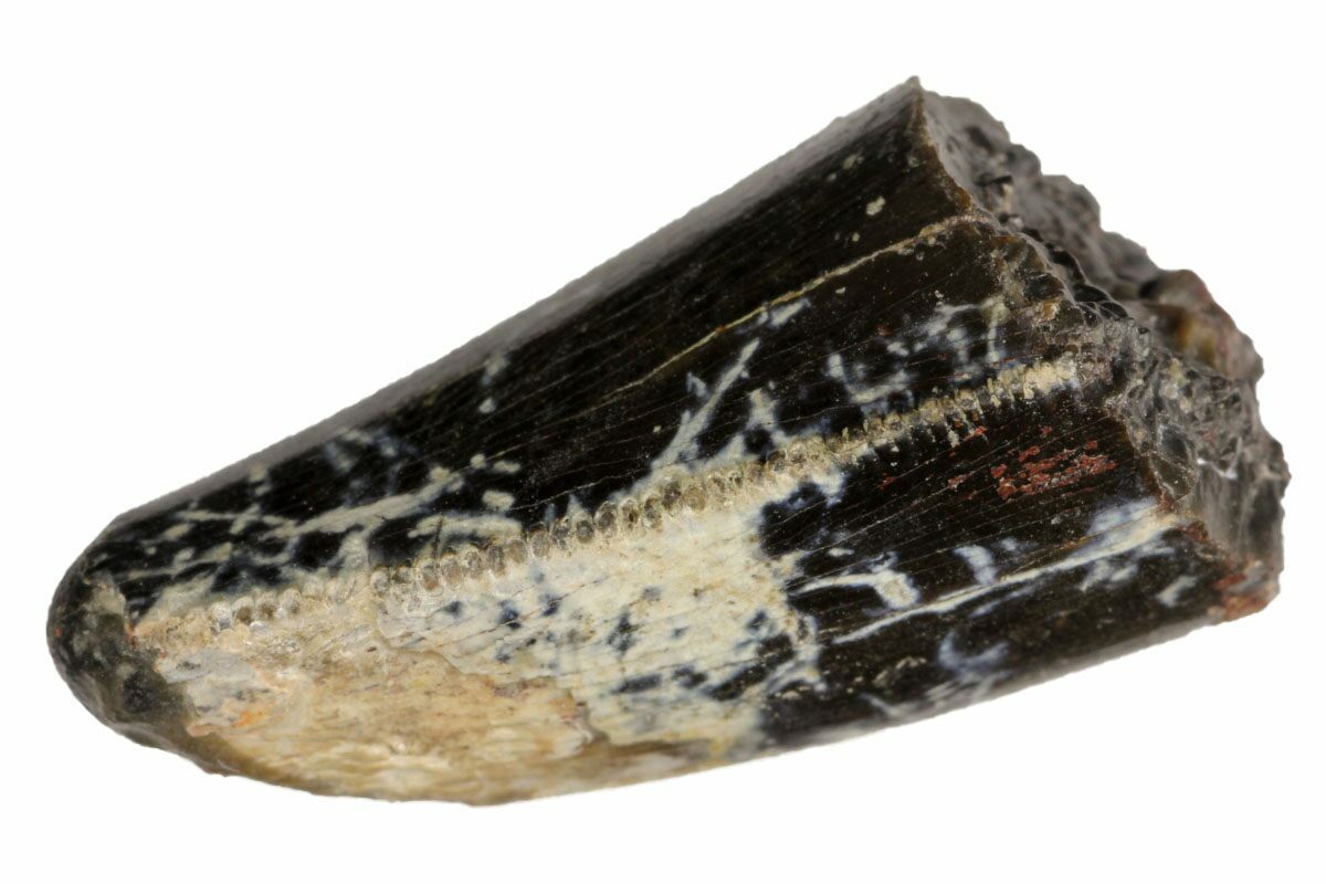 allosaurus tooth for sale