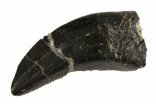 Serrated, Theropod (Juvenile Allosaurus?) Tooth - Colorado #152081