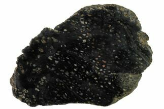 4.8" Polished, Black Petrified Palm Root Slab - Indonesia - Fossil #151936