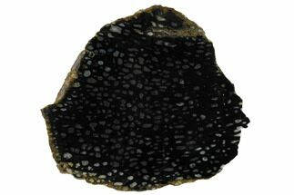 Polished, Black Petrified Palm Root Slab - Indonesia #151937