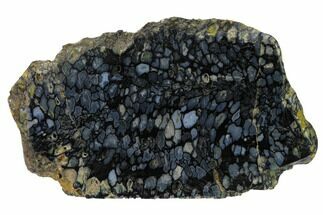 Polished, Black Petrified Palm Root Slab - Indonesia #151941