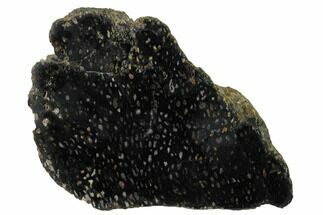 Polished, Black Petrified Palm Root Slab - Indonesia #151945