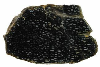 Polished, Black Petrified Palm Root Slab - Indonesia #151948
