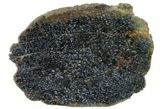 Polished, Black Petrified Palm Root Slab - Indonesia #152001