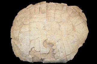 19.5" Fossil Tortoise (Stylemys) with Visible Limb Bones - Wyoming - Fossil #146601
