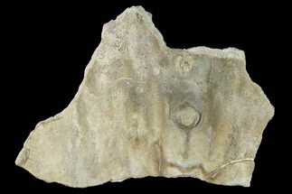 Fossil Oyster (Inocerasmus) Shell with Pearl - Kansas #152249
