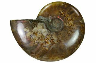 Red Flash Ammonite Fossil - Madagascar #151628