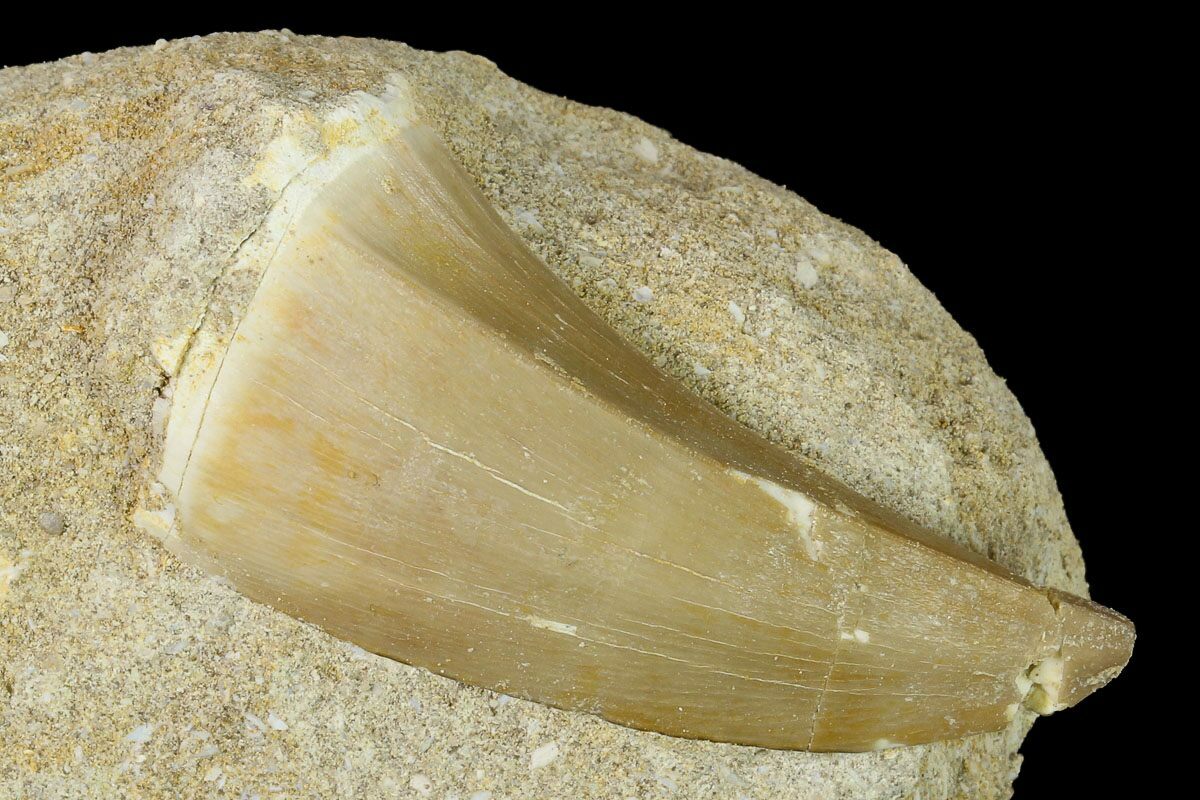 mosasaurus tooth for sale