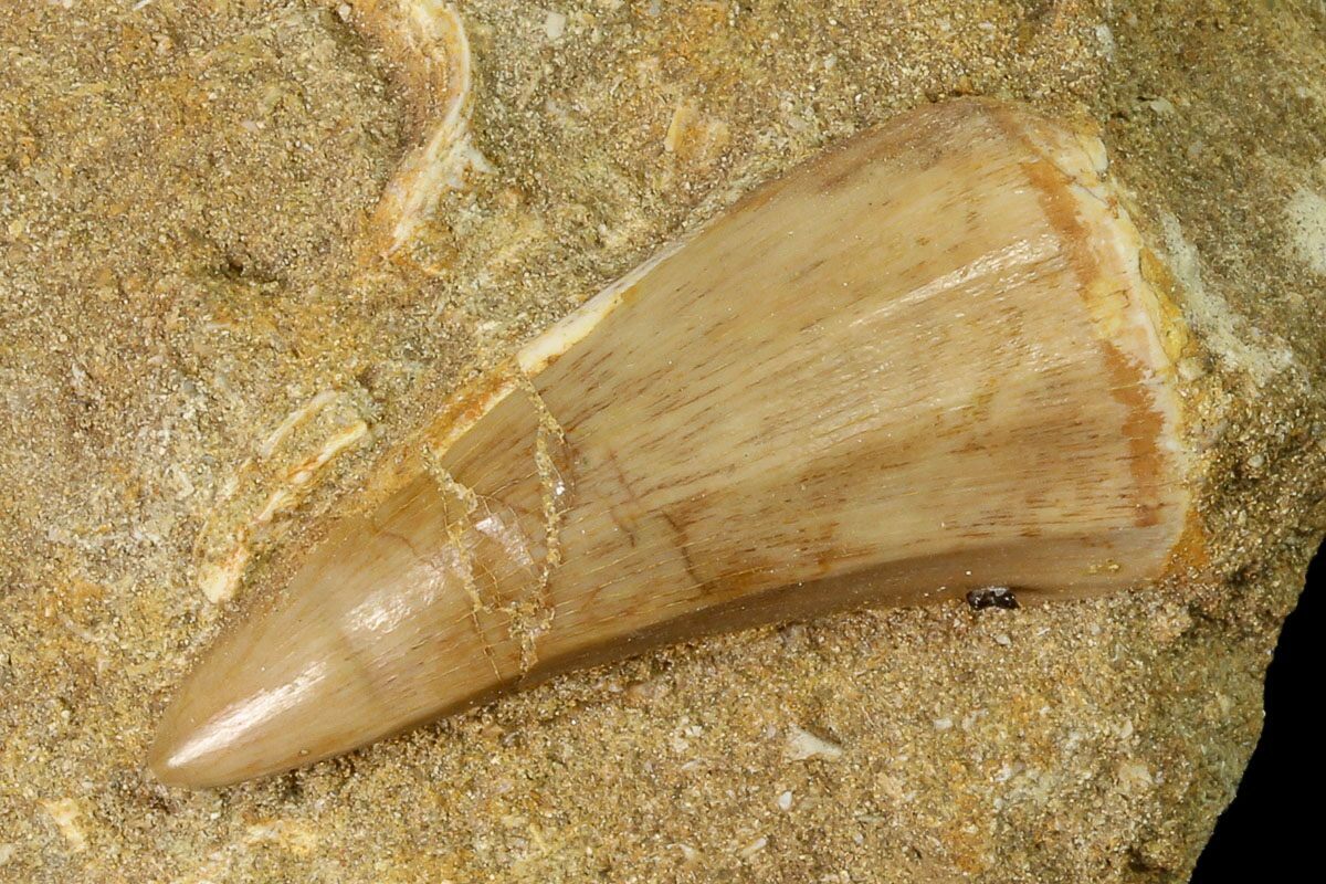 mosasaurus tooth for sale