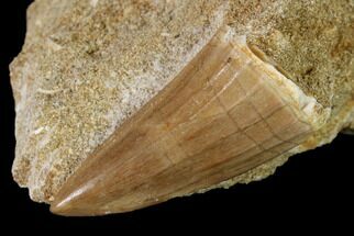 Mosasaur (Platecarpus?) Tooth - Morocco #152567