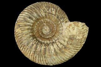 Bathonian Ammonite (Parkinsonia) Fossil - France #152695