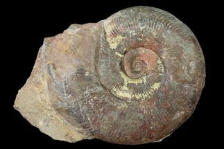 Toarcian Ammonite (Grammoceras) Fossil - France #152699