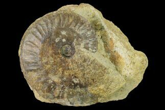 Bathonian Ammonite (Oppelia) Fossil - France #152708