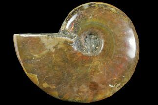 Red Flash Ammonite Fossil - Madagascar #151776