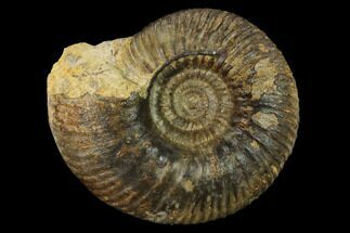 3.65" Bathonian Ammonite (Procerites) Fossil - France - Fossil #152722