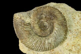 Bathonian Ammonite (Ebrayiceras) Fossil - France #152728