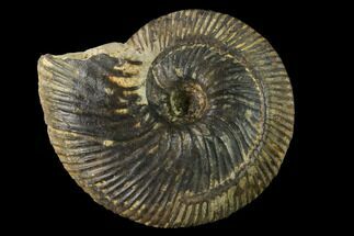 Bathonian Ammonite (Morphoceras) Fossil - France #152734