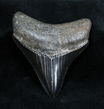 Very Sharp Jet Black Inch Megalodon Tooth #1663