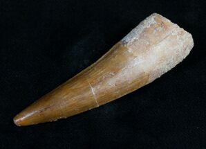 Curved Spinosaurus Tooth - Beautiful #10442