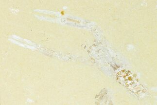 4.5" Cretaceous Lobster (Pseudostacus) Fossil - Lebanon - Fossil #147091