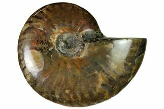 Red Flash Ammonite Fossil - Madagascar #151685