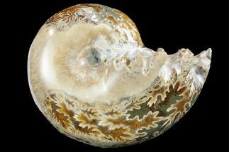 Polished, Agatized Ammonite (Phylloceras?) - Madagascar #149241
