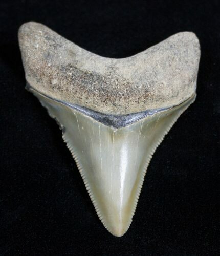 Golden Bone Valley Florida Megalodon Tooth (#1672) For Sale - FossilEra.com