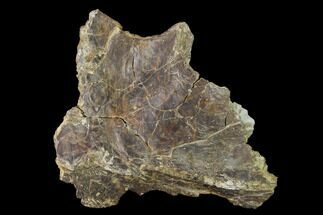 Permian Amphibian (Eryops) Fossil Skull Section - Texas #153732