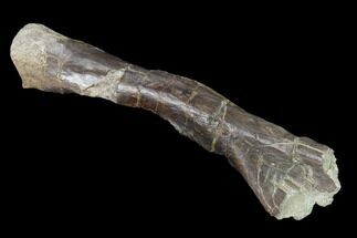 Permian Amphibian (Eryops) Fossil Fibula Bone - Texas #153733