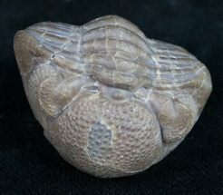 Wide Ohio Eldredgeops Trilobite - Silica Shale #10520