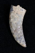 Inch Leidyosuchus Crocodile Tooth - Montana #1681