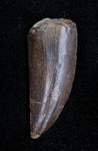 Ceratosaur Tooth - Dinosaur Tooth
