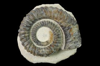 Early Devonian Ammonite (Anetoceras) - Tazarine, Morocco #154314