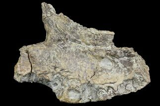 Permian Amphibian (Eryops) Fossil Premaxillary - Texas #155163