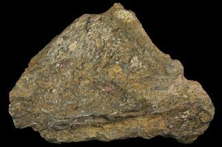 Fossil Dimetrodon Skull Section - Texas #155174