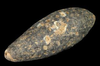 1.9" Agatized Seed Cone (Or Aggregate Fruit) - Morocco - Fossil #155088